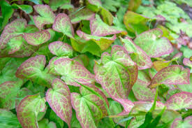 Epimedium (Horny Goat Weed)