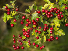 Hawthorn Berry