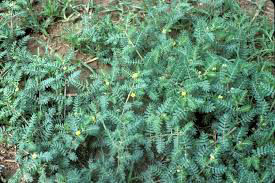 Tribulus Terrestris